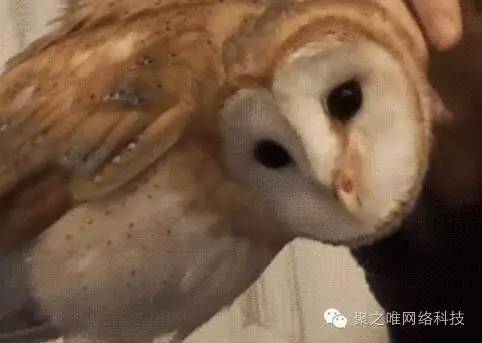 【聚之唯视角】你绝对没见过的20张图片！看完心情久久不能平静！